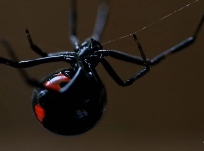 Researchers develop real-life sticky-web gadget inspired by Spider-Man